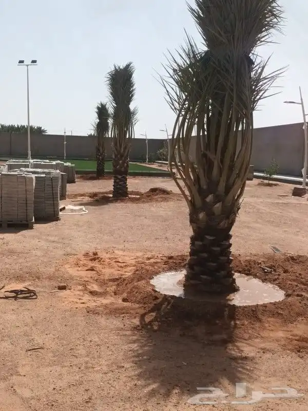 جميع أعمال النخيل 3