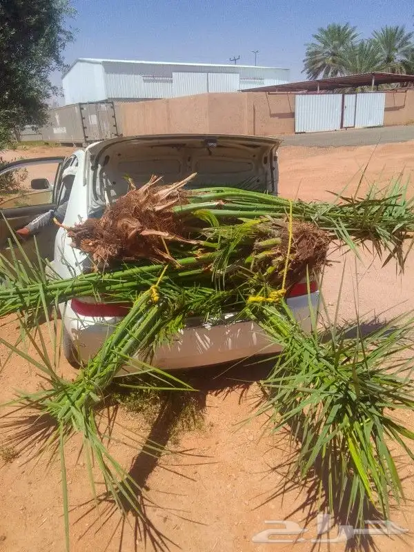 جميع أعمال النخيل 4