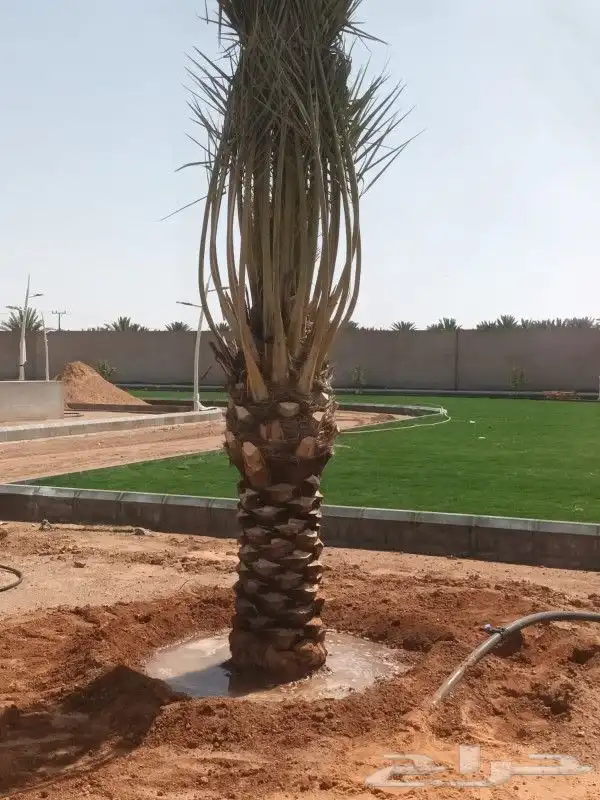 جميع أعمال النخيل 0