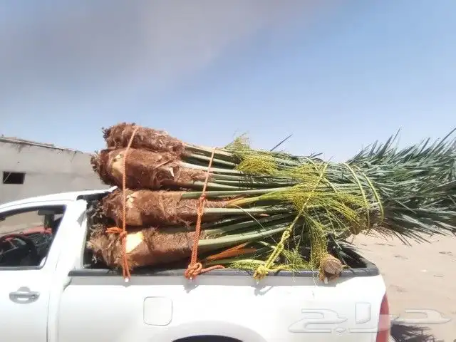 يوجد لدينا جميع انواع انخيل للبيع سكري برحي خلاص هلالي صقعي 9