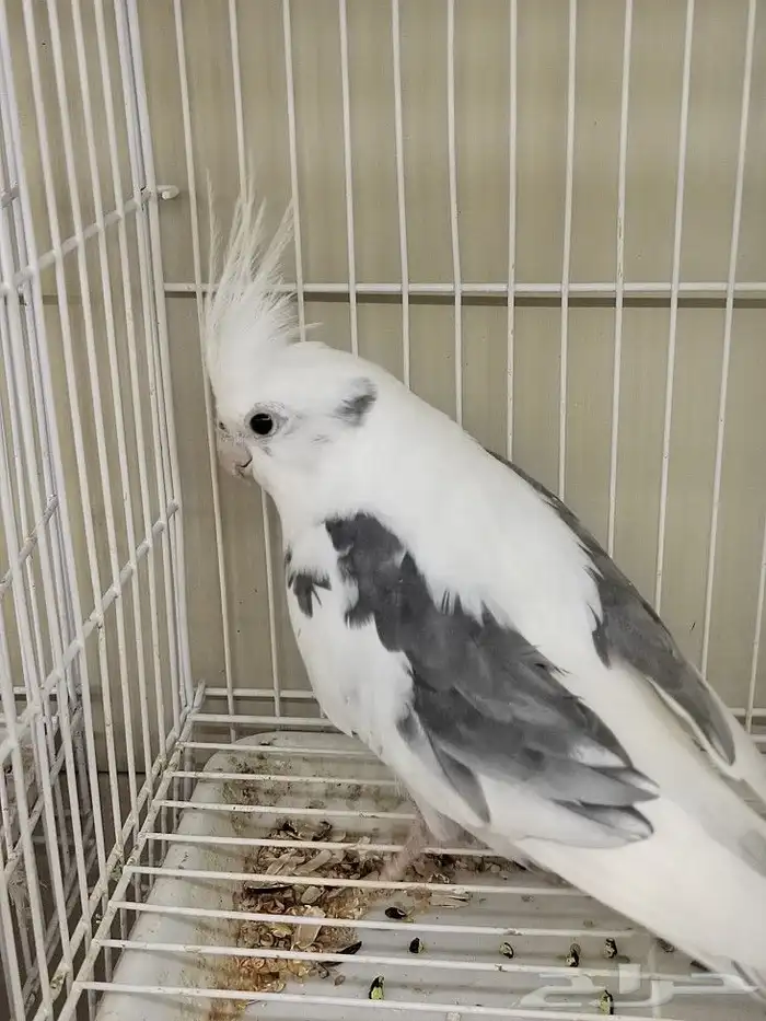 كروان هولندي مكتف ذكر للانتاج 3