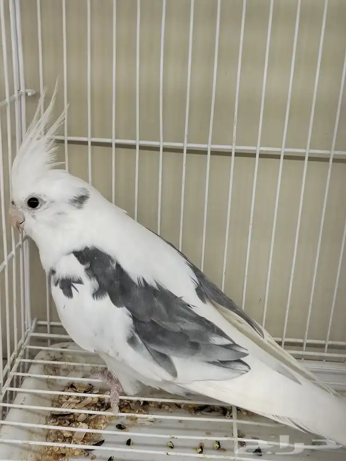 كروان هولندي مكتف ذكر للانتاج 5