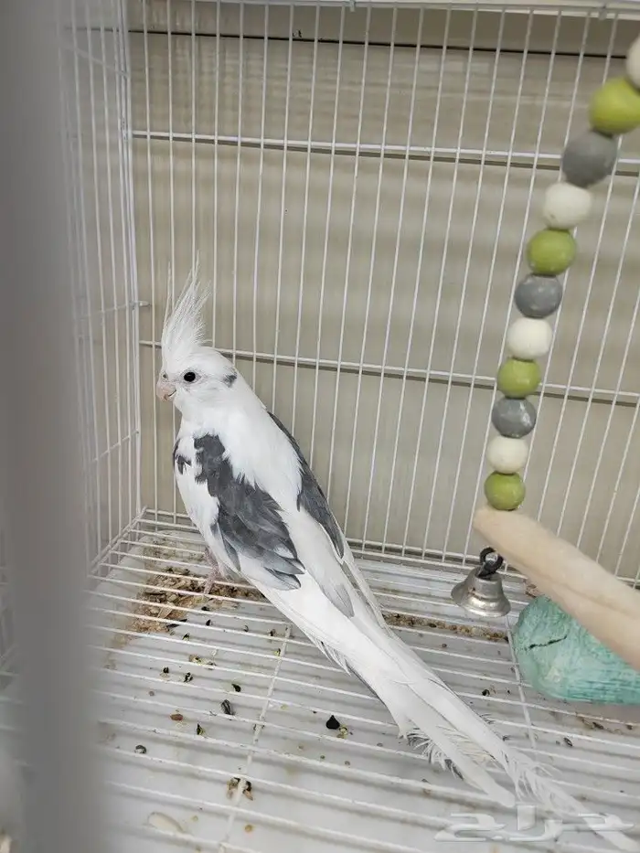 كروان هولندي مكتف ذكر للانتاج 11