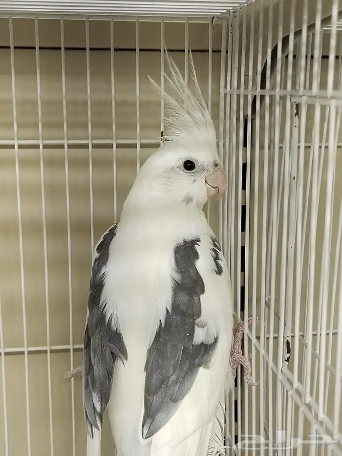 كروان هولندي مكتف ذكر للانتاج 7