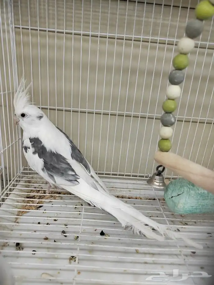 كروان هولندي مكتف ذكر للانتاج 14