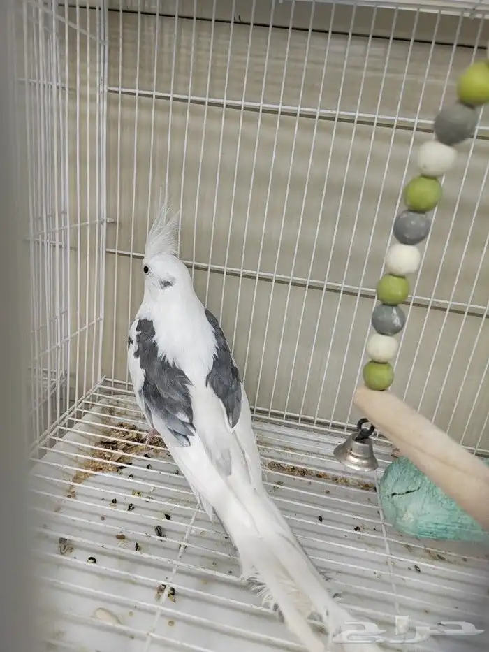 كروان هولندي مكتف ذكر للانتاج 15