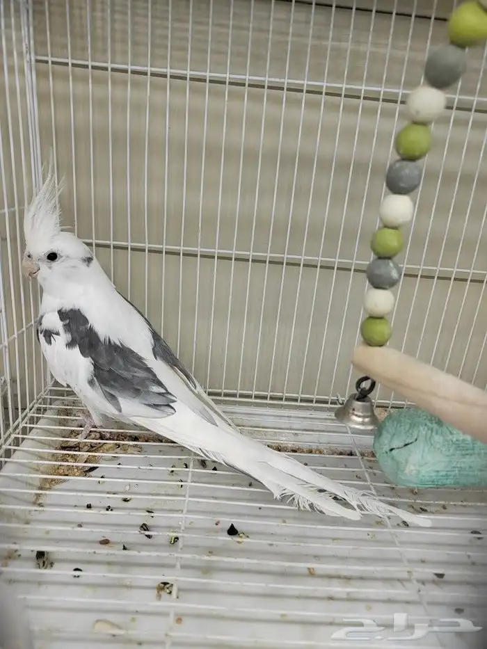 كروان هولندي مكتف ذكر للانتاج 13