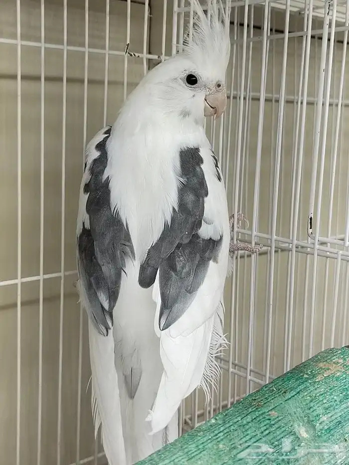 كروان هولندي مكتف ذكر للانتاج 1