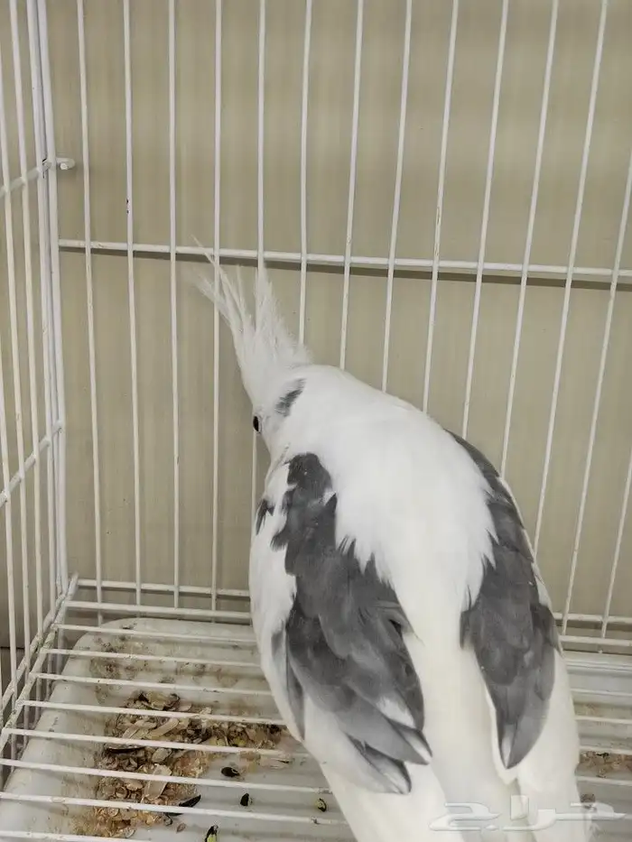 كروان هولندي مكتف ذكر للانتاج 4