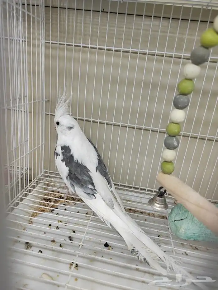 كروان هولندي مكتف ذكر للانتاج 12