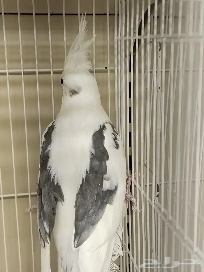 كروان هولندي مكتف ذكر للانتاج 8