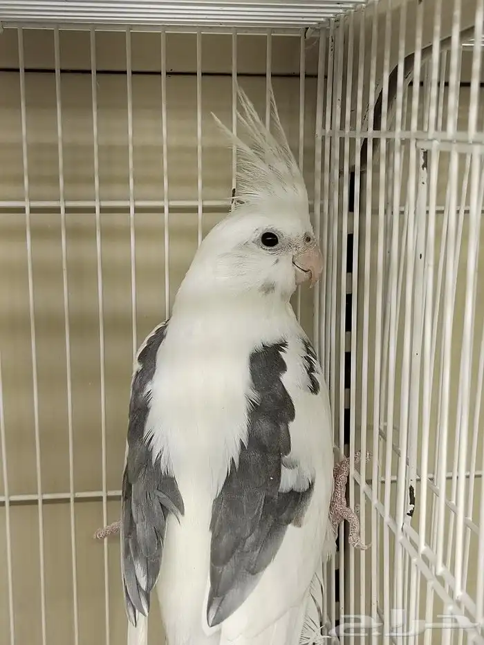 كروان هولندي مكتف ذكر للانتاج 6