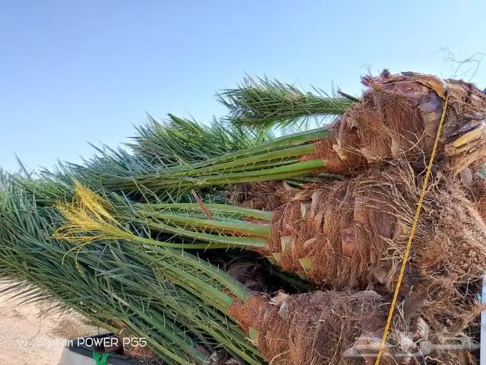 يوجد لدينا جميع انواع انخيل للبيع سكري برحي خلاص هلالي صقعي 2