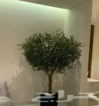 زيتون صناعي بجذوع طبيعي 0