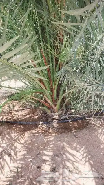 لتوريد جميع انواع النخيل إلى جميع مناطق السعوديه 4