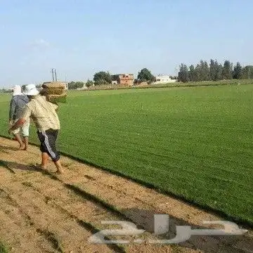 تنسيق حداىق حديثه ابو ريان لجميع انواع اثيل وشبكات اري 4