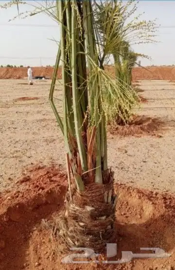 لتوريد جميع انواع النخيل إلى جميع مناطق السعوديه 9