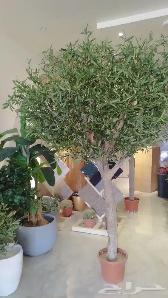 زيتون صناعي بجذوع طبيعي 5