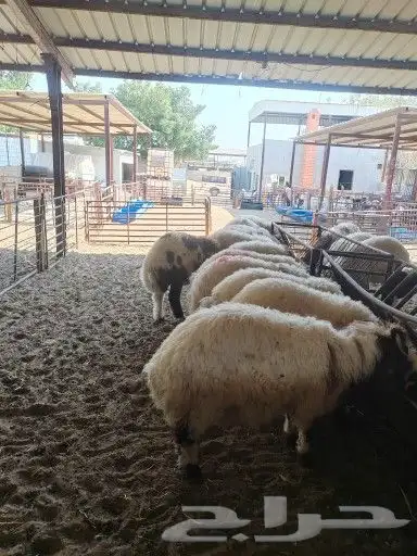 ذبيح 0