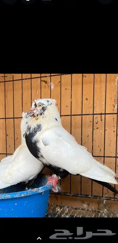 زوج ايراني دامبي 2