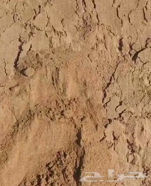 رمل زراعي تربه زراعية وسماد 1