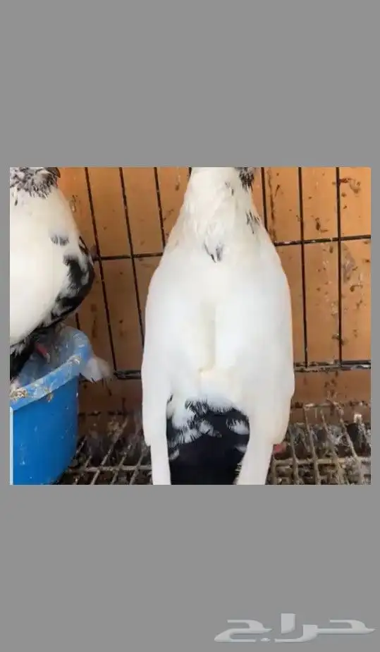 زوج ايراني دامبي 3