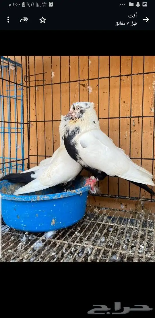 زوج ايراني دامبي 0