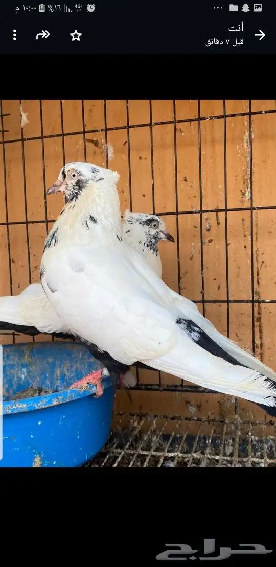 زوج ايراني دامبي 1