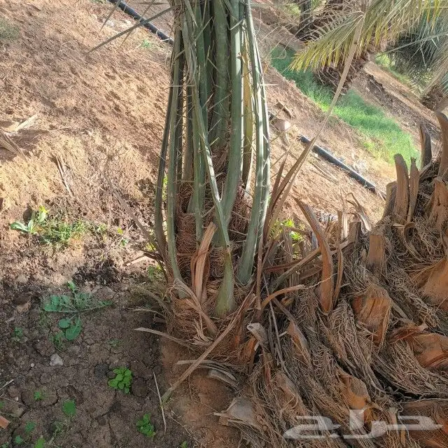 فسايل نخيل 2