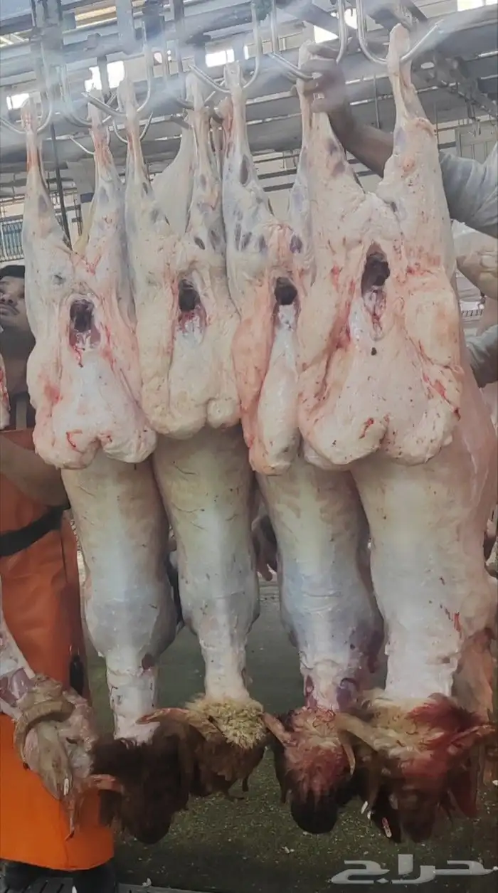 ذبيح 1