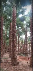 تسوير المزارع والأراضي وتركيب شبوك الملاعب 8