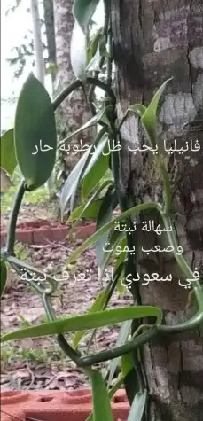 عسل فانيلا وشتلات وفانيلا جاف 47