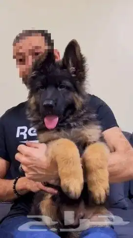 متاح اقوي ذكر و انثي شو لاين (بيديجري) 7