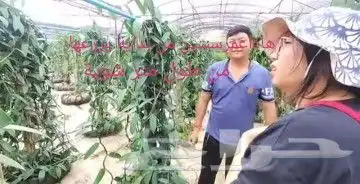 عسل فانيلا وشتلات وفانيلا جاف 8