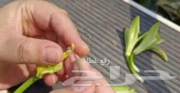 عسل فانيلا وشتلات وفانيلا جاف 10