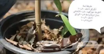 عسل فانيلا وشتلات وفانيلا جاف 42