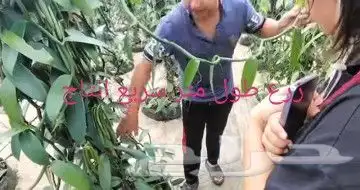 عسل فانيلا وشتلات وفانيلا جاف 37