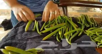 عسل فانيلا وشتلات وفانيلا جاف 22