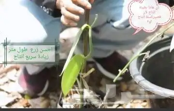 عسل فانيلا وشتلات وفانيلا جاف 45