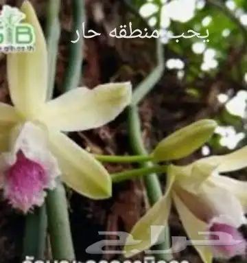 عسل فانيلا وشتلات وفانيلا جاف 49