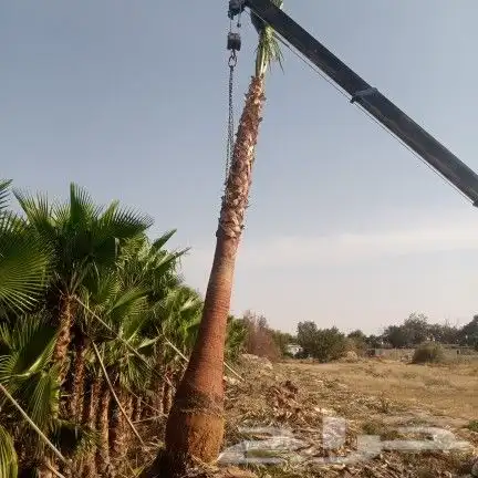 نخل واشنطونيا 0