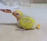 فروخ ببغاء روز لاتينو 1