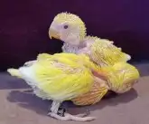 فروخ ببغاء روز لاتينو 0