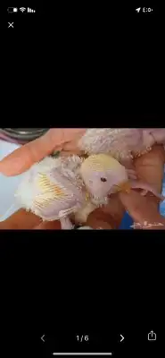 فروخ ببغاء روز لاتينو 7
