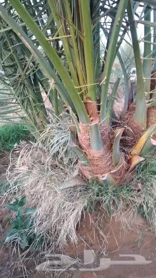 فسايل مجدولي للبيع 5