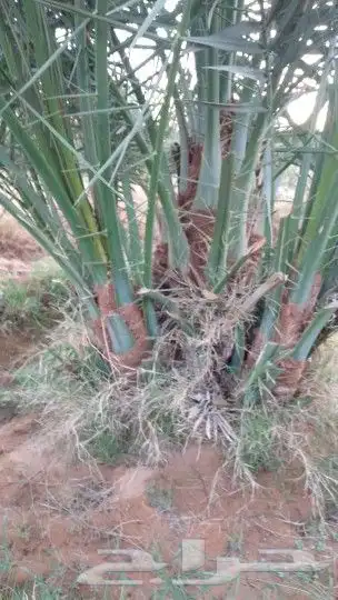 فسايل مجدولي للبيع 3
