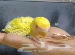 فروخ ببغاء روز لاتينو 3
