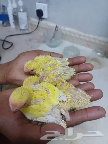 فروخ ببغاء روز لاتينو 6