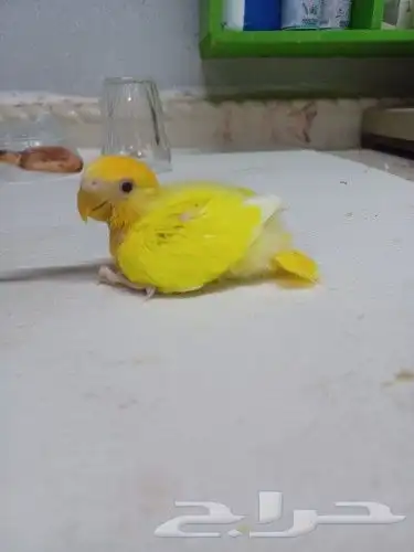 فروخ ببغاء روز لاتينو 8