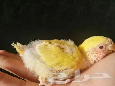 فروخ ببغاء روز لاتينو 4